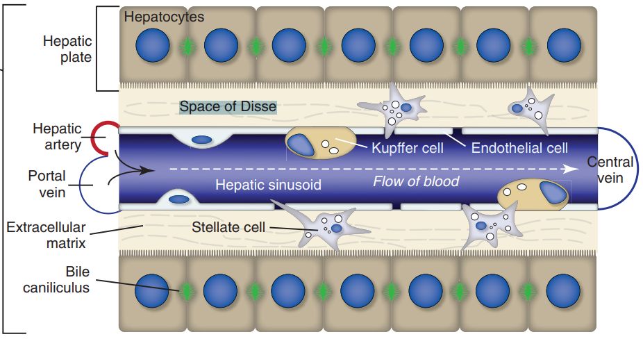 5cfee7d78b571.jpg#s-926,488