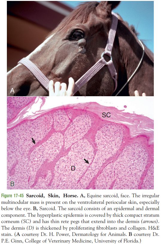 5d0b3df27d27d.jpg#s-538,814