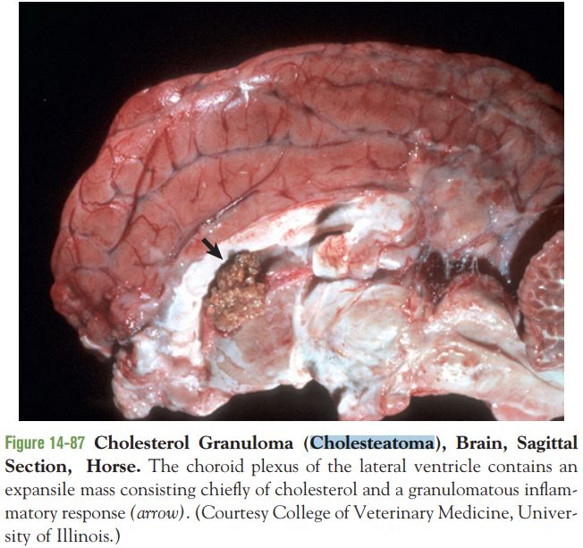 5d10bf2e6e9ed.jpg#s-652,613