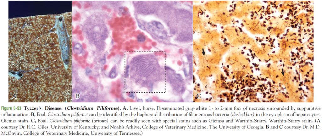 5d1c9d7ddbb48.jpg#s-1024,433