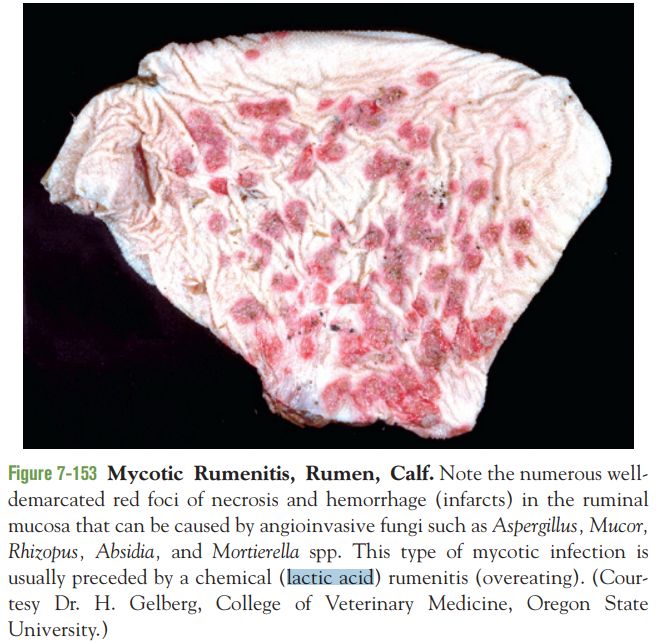 5d1df35675e32.jpg#s-656,643