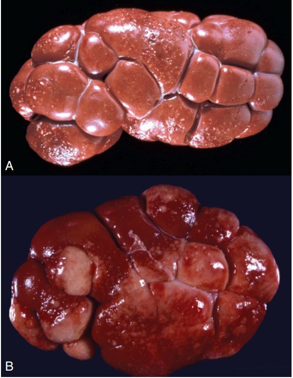 5d1df582567e8.jpg#s-600,773