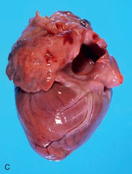 5d1f4464c1e4d.jpg#s-462,609