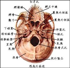 5d20b6088764e.jpg#s-239,231