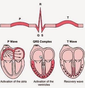 5d20b6946afec.jpg#s-300,309