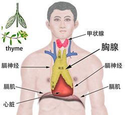 5d20b6f45e406.jpg#s-249,229