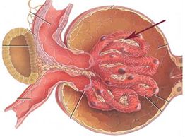 5d20b7ff9111b.jpg#s-262,194