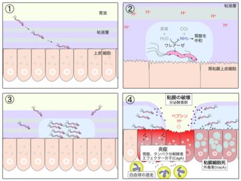 5d20b927a4587.jpg#s-350,263