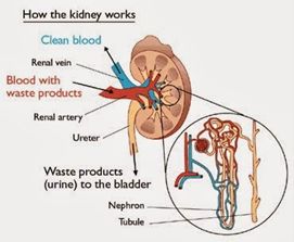 5d20be2fc65b4.jpg#s-271,223