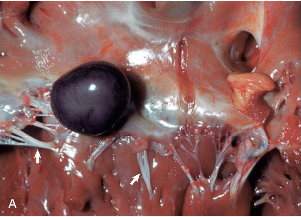 5d2aecaf7eedd.jpg#s-612,442