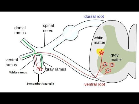 8 灰交通支 Gray Rami Communicantes 含有下列那一種神經 阿摩線上測驗