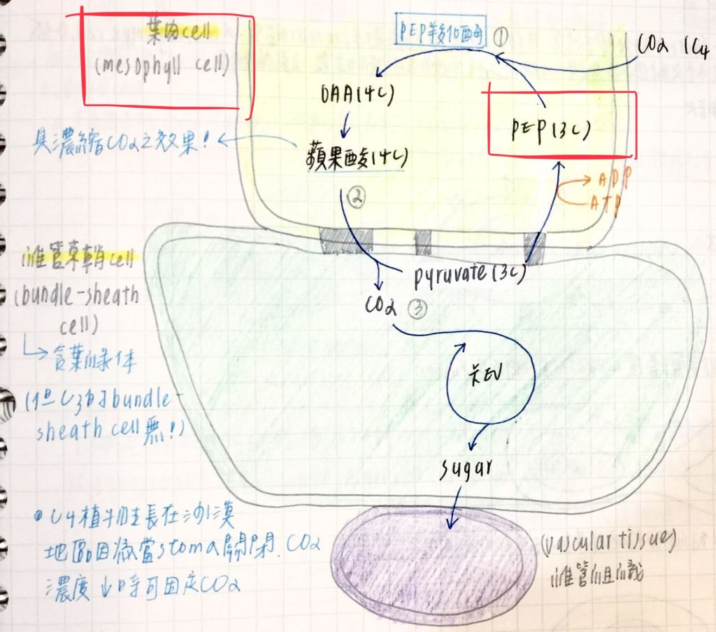 5d36e6cf9eafa.jpg#s-1024,904