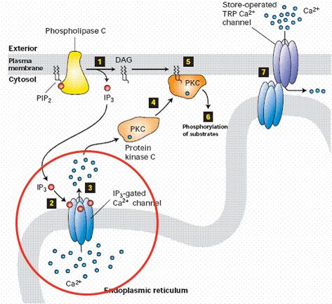 5d37da94a922c.jpg#s-473,433