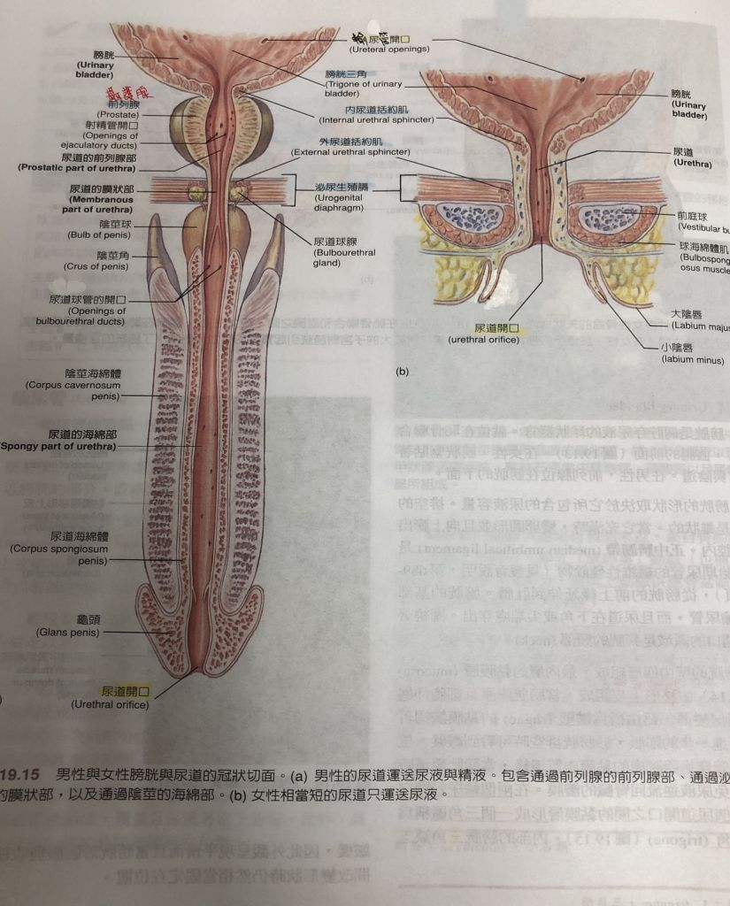 5d67f07271c7d.jpg#s-825,1024