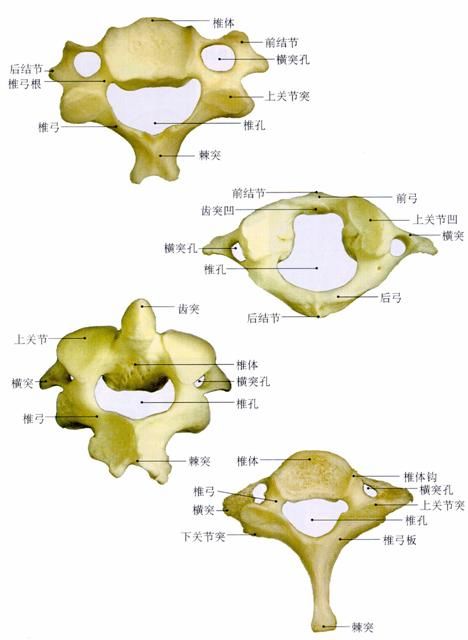 5db695c18961d.jpg#s-468,640