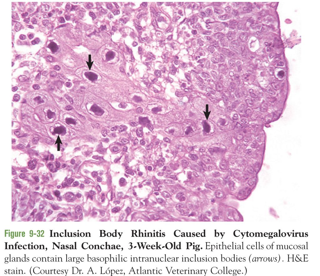 5e29b17f4723b.jpg#s-1024,882