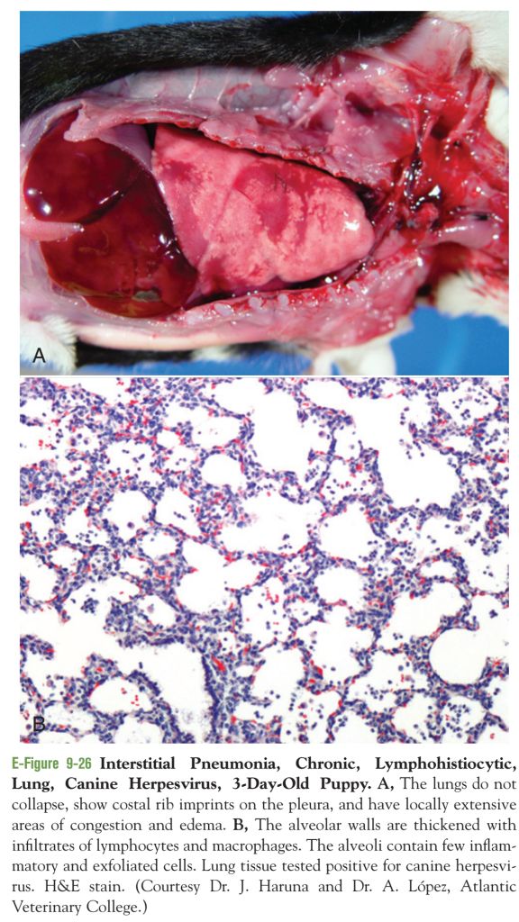 5e32d8cb17318.jpg#s-576,1024