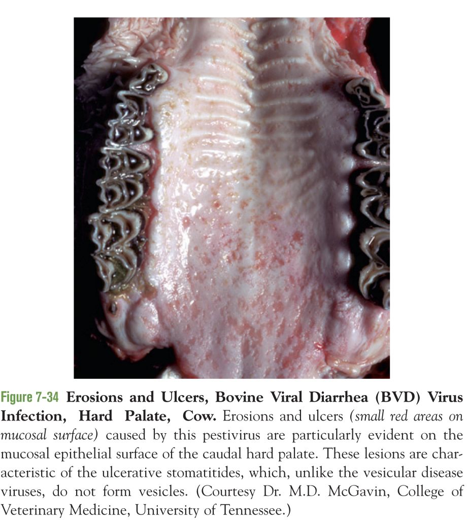 5e3e6dfbb504a.jpg#s-920,1024