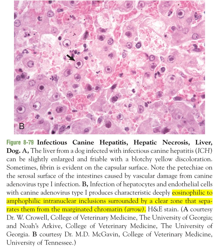 5e42af522caf1.jpg#s-886,1024