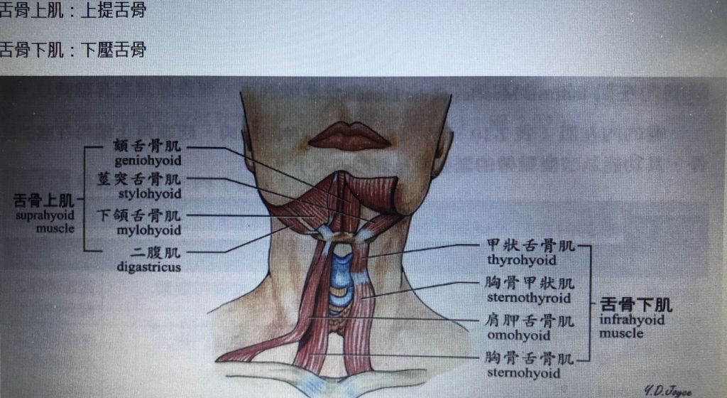 10 下列何者能上提舌骨 Elevate Hyoid A 肩胛舌骨肌 O 阿摩線上測驗