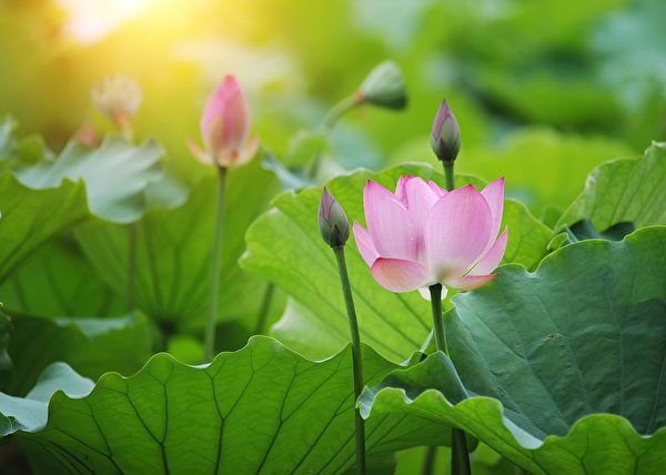 5e954d1d5e346.jpg#s-600,428