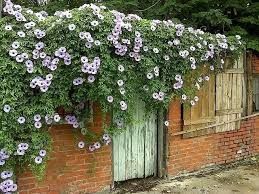 5e954f02a8b2f.jpg#s-259,194