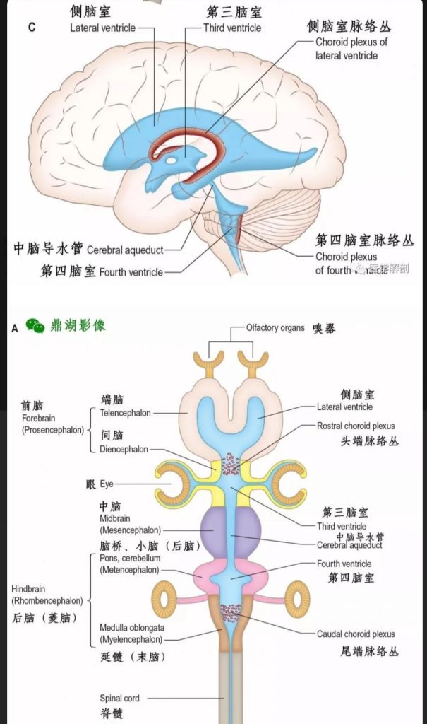 5ef5c238dedce.jpg#s-605,1024