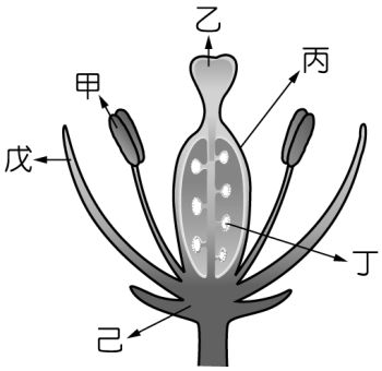 如圖為植物花的構造示意圖 請根據圖示回答下列問題 題組 33 若此花子房 阿摩線上測驗