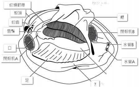 18 根據此雙殼貝解剖示意圖 請判斷下列何者正確 A 考量開閉殼時造成的 阿摩線上測驗