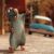 kases_920064