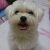 miffy.wen
