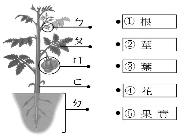 1 箭頭所指的各部位名稱為什麼 A ㄅ B ㄆ C ㄇ D ㄈ E ㄉ 題組 阿摩線上測驗
