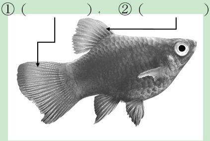 六 下圖中各部位的魚鰭名稱為 阿摩線上測驗