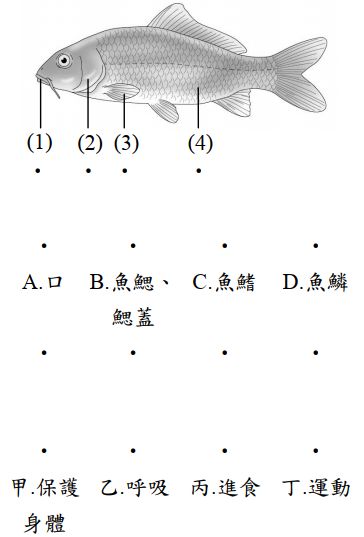 1 下圖是魚的身體構造 請用線將各個構造名稱與圖片中的構造 構造的功能連接起 阿摩線上測驗