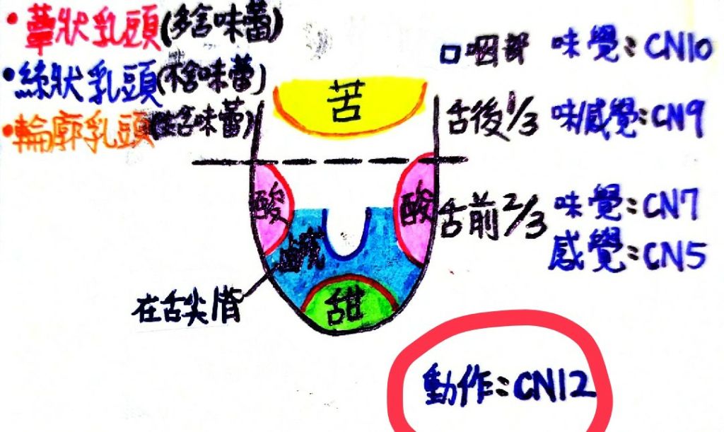 12對腦神經功能 阿摩線上測驗