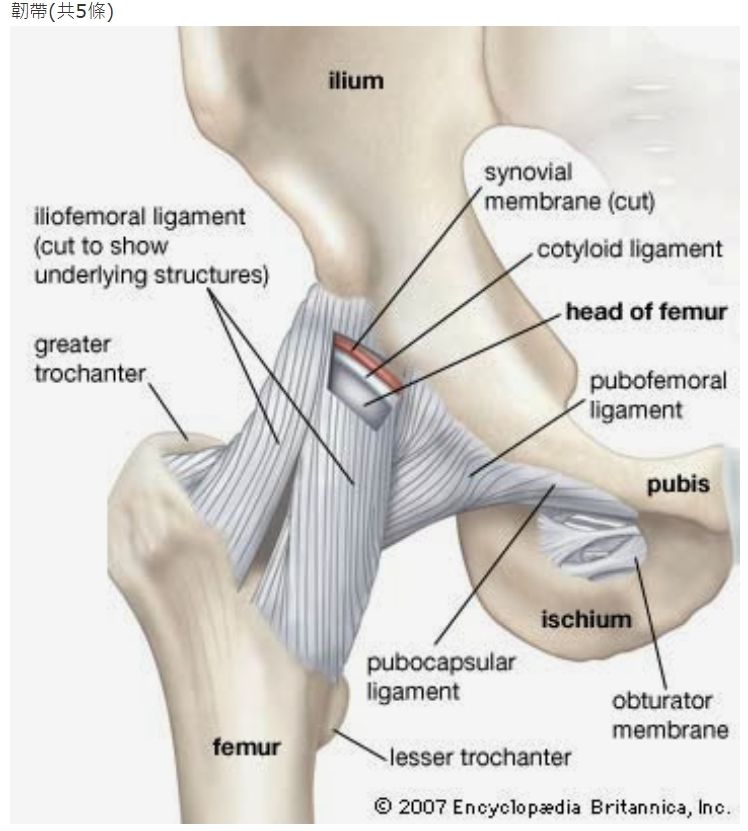 7.下列何者連接髖臼窩（acetabular fossa）與股骨頭（head o..-阿摩 