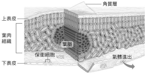 丙 葉片內主要行光合作用的場所是含有葉綠素 葉綠體 的組織細胞 請你仔細觀察下 阿摩線上測驗