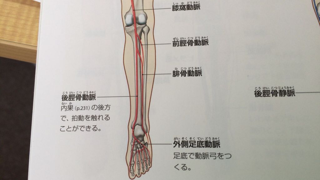 經過脛骨內側動脈 阿摩線上測驗