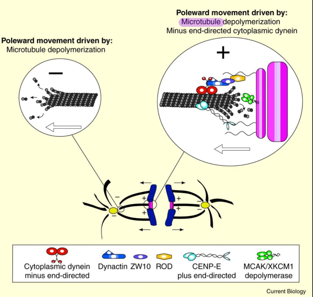 2 細胞分裂時 參與染色體移動的主要構造是 A 微細絲 Microfila 阿摩線上測驗
