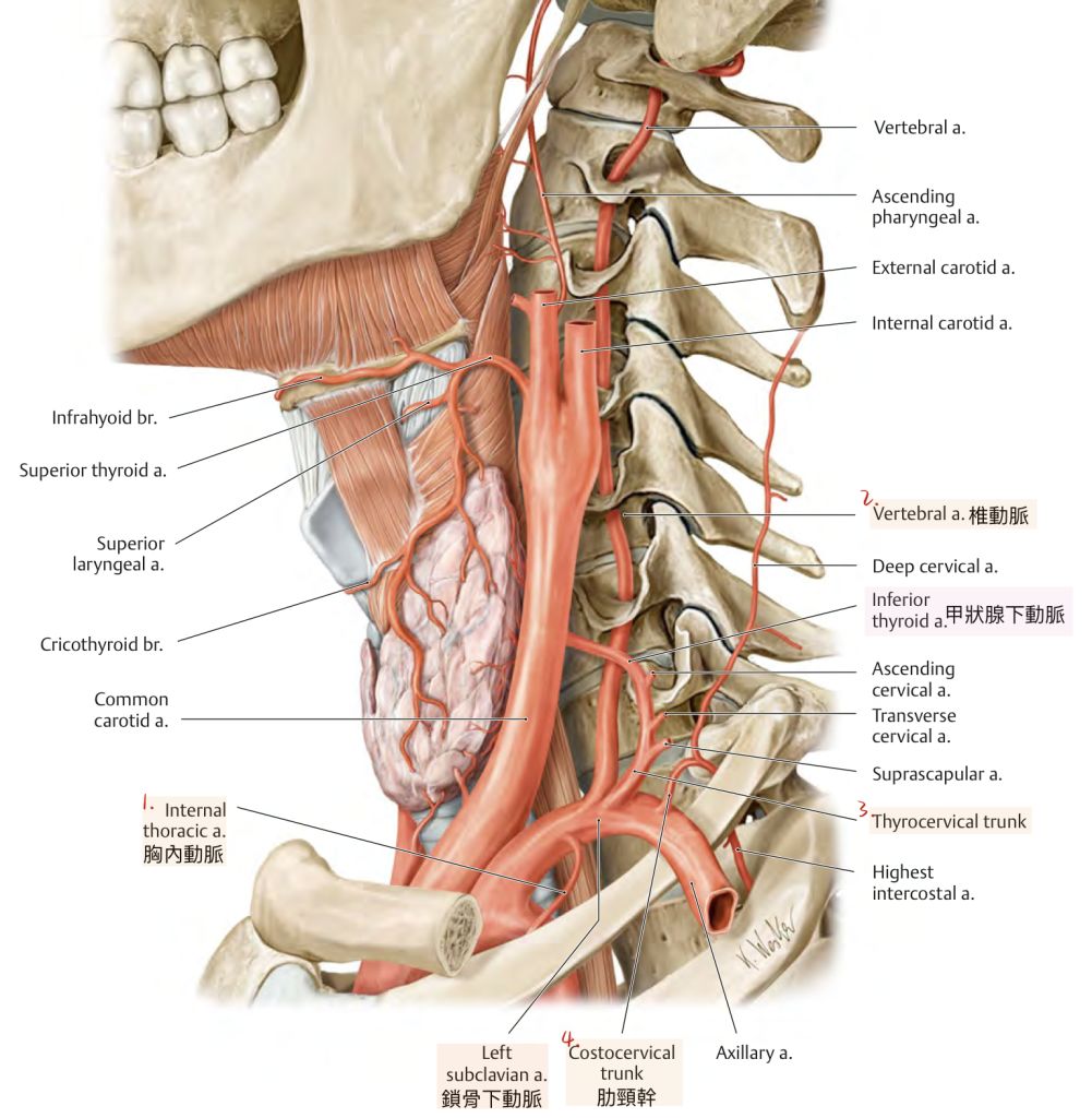 18.下列何血管不是鎖骨下動脈之直接分枝？ (A)胸內動脈（internal 