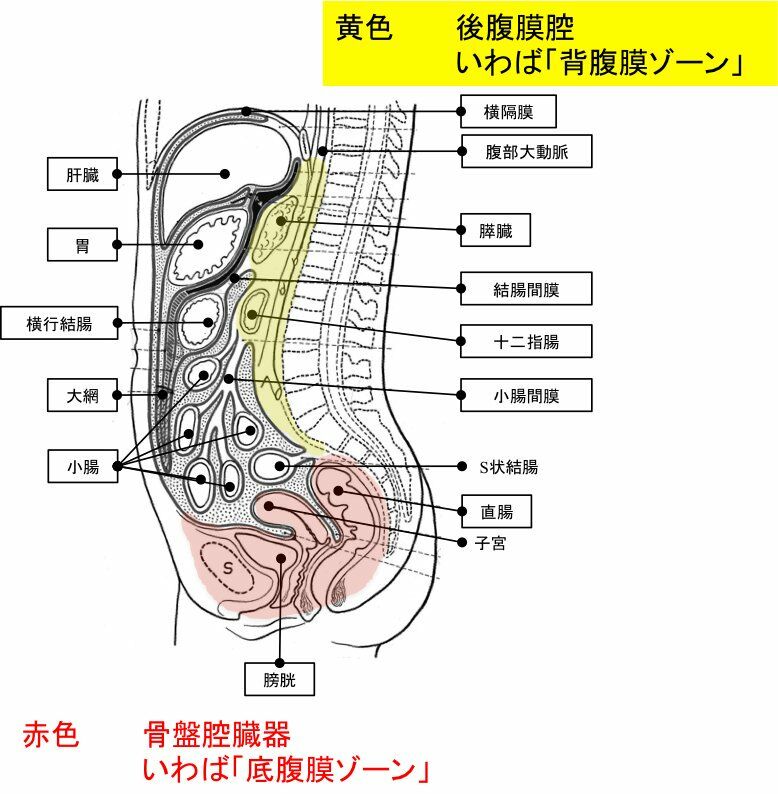 腹膜腔 子宮