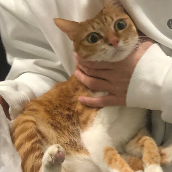 呱呱向上