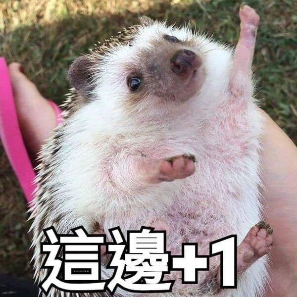 斑比室友