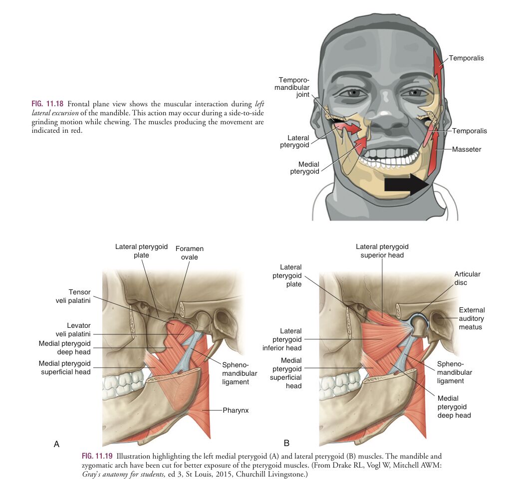 解剖学㊤㊦ J Orthop Translat：股骨头坏死软骨下骨折线的三维分布-MedSci.cn