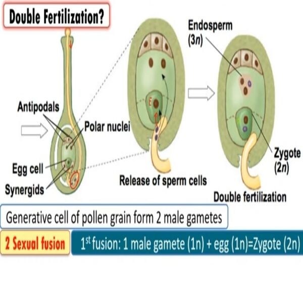 66eec862cd347.jpg