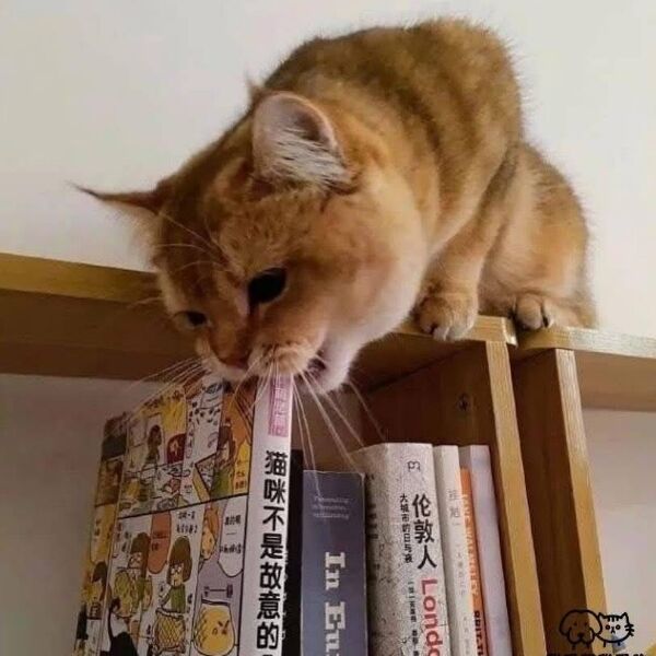 呆萌貓
