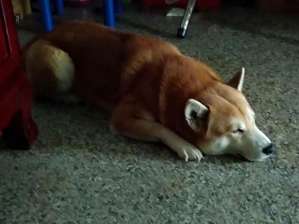 YANG