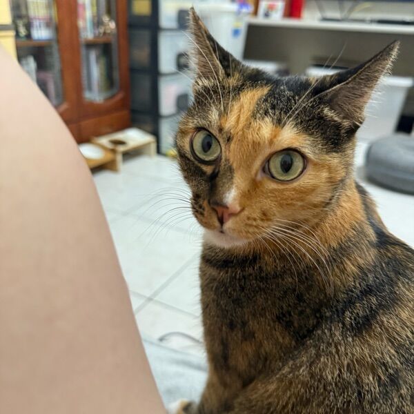 好運貓貓