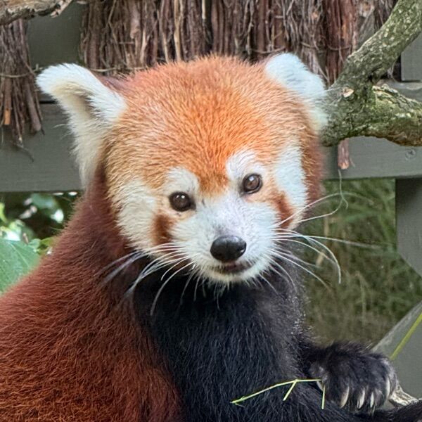 邀請碼230960的小貓熊