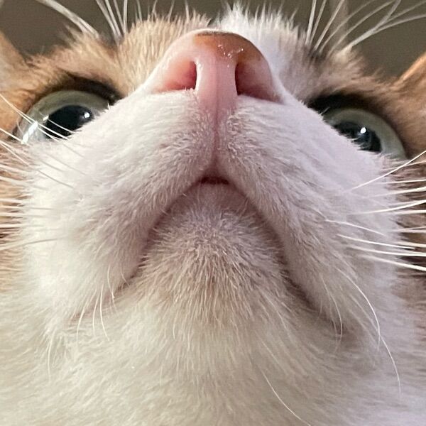 ネコ
